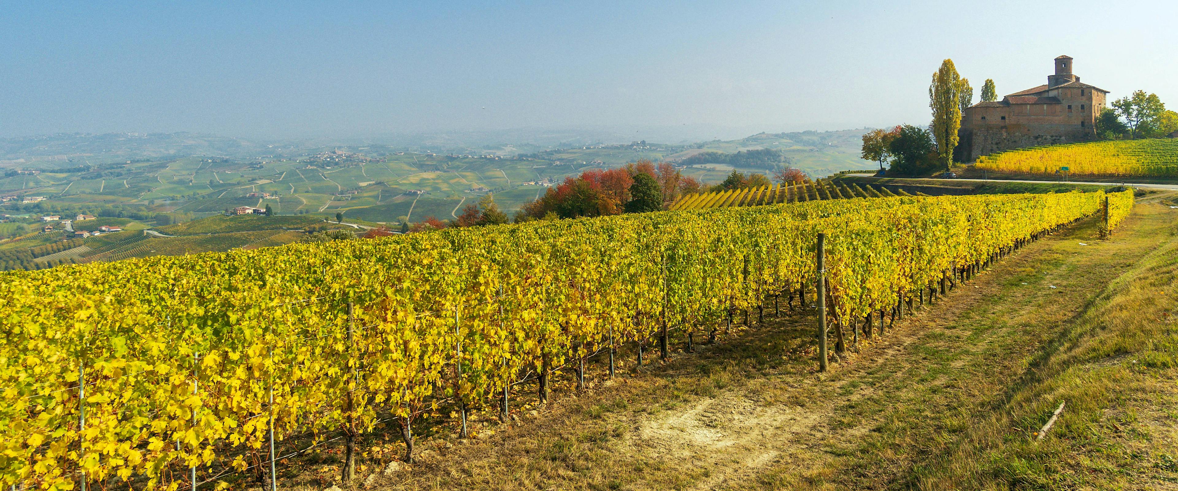Barolo, Piemonte, vigneto, autunno