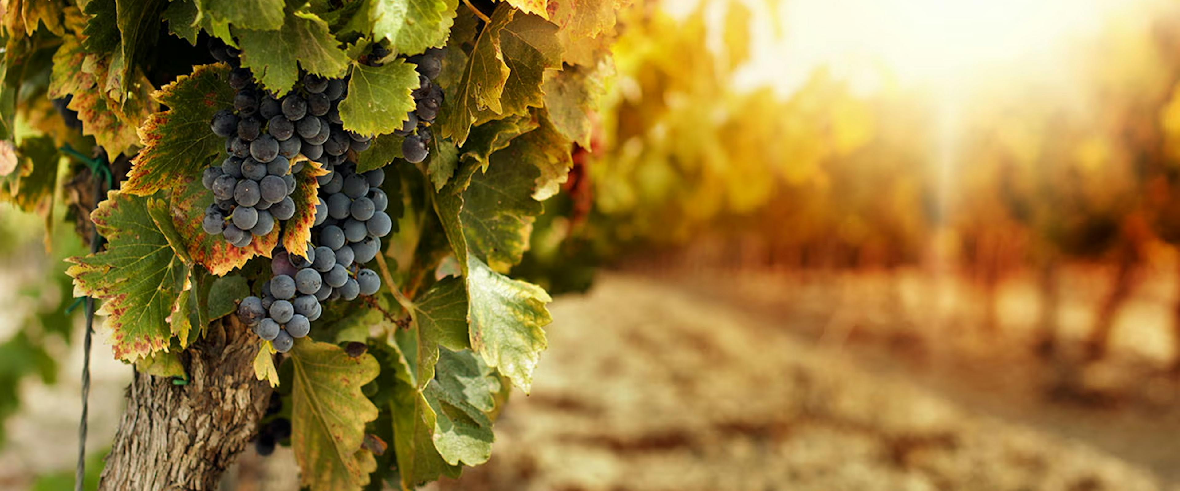Uva, vigneto, autunno