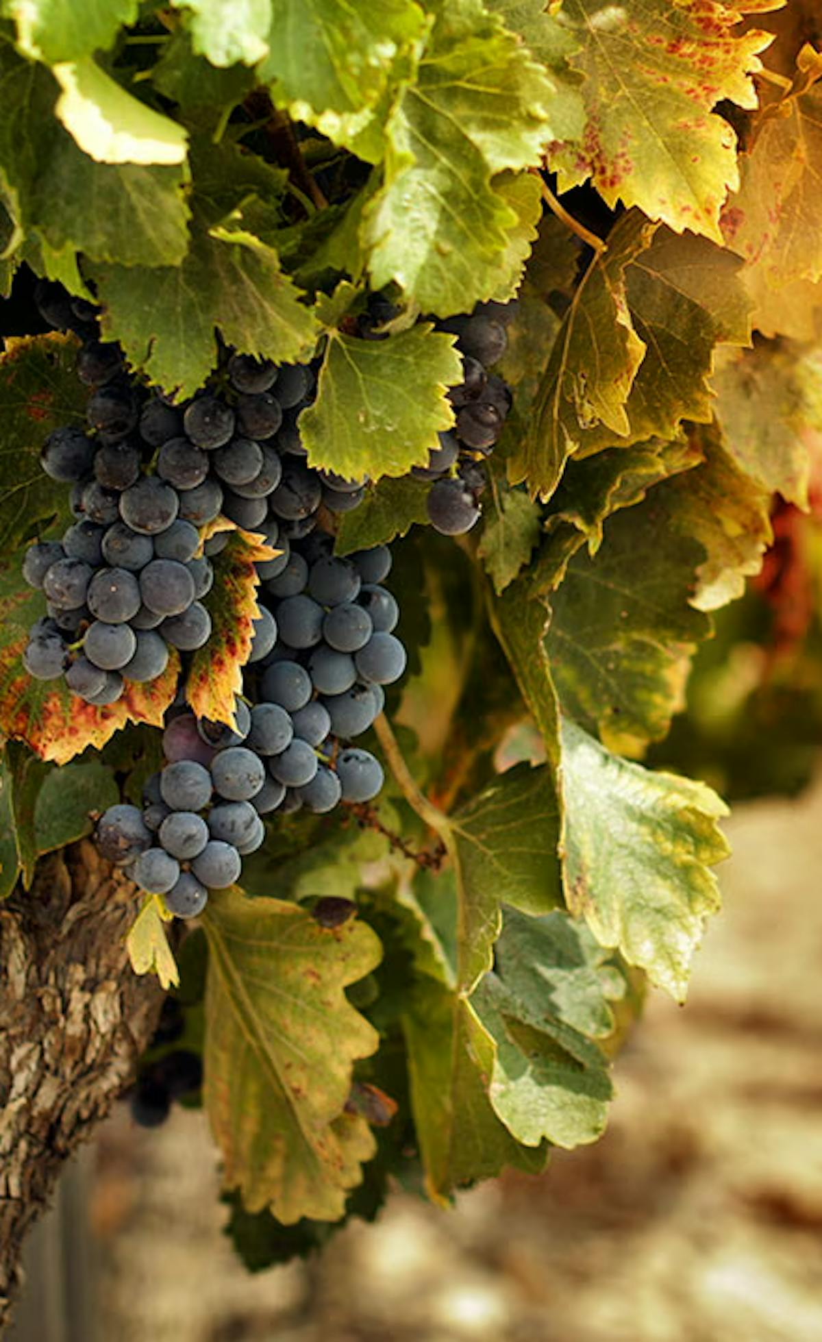 Uva, vigneto, autunno