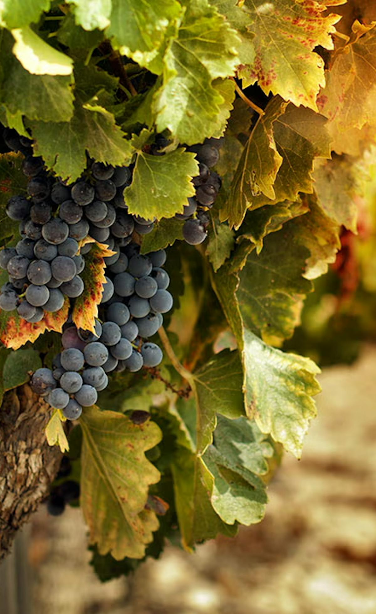 Grapes, vineyard, autumn
