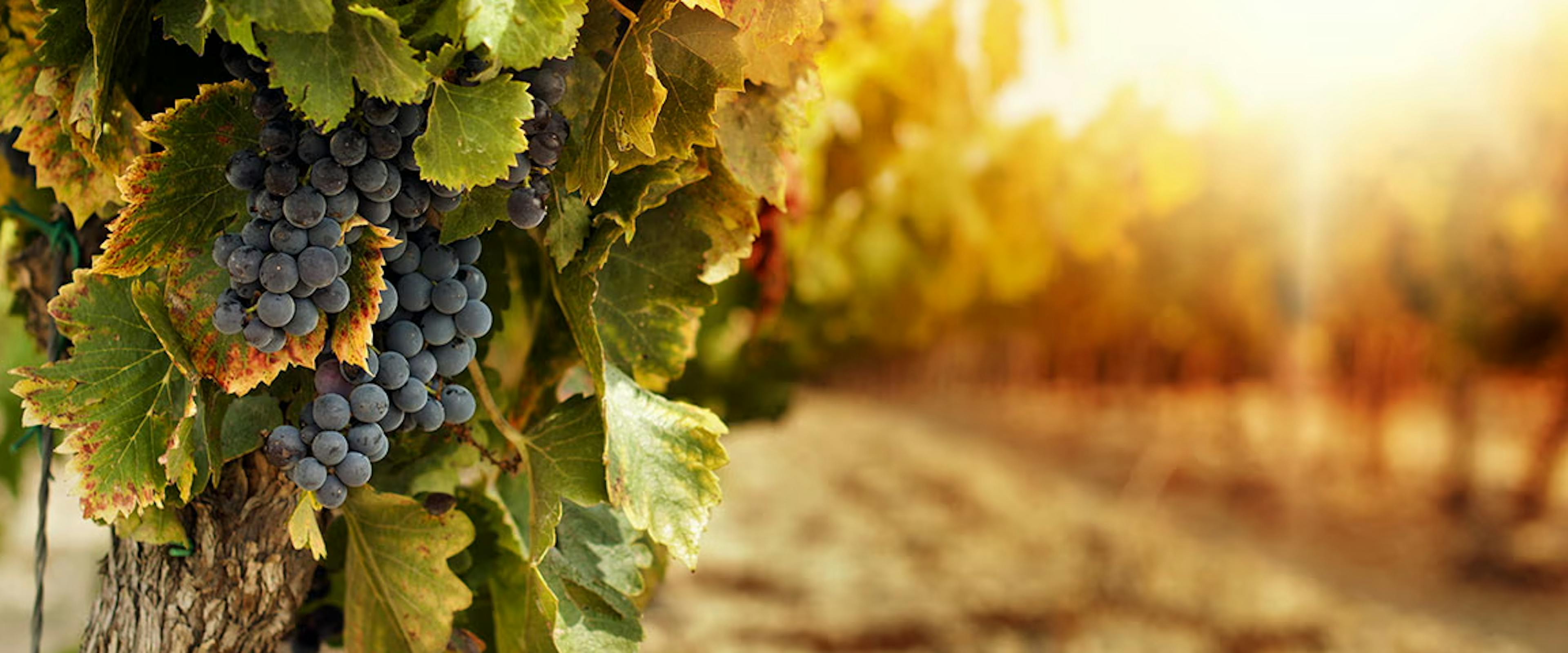 Grapes, vineyard, autumn