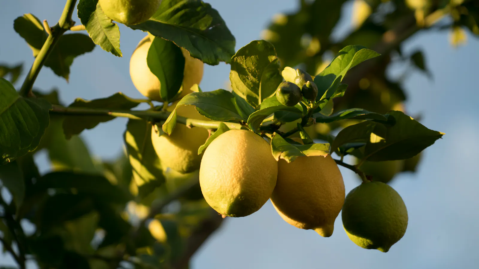 Lemons