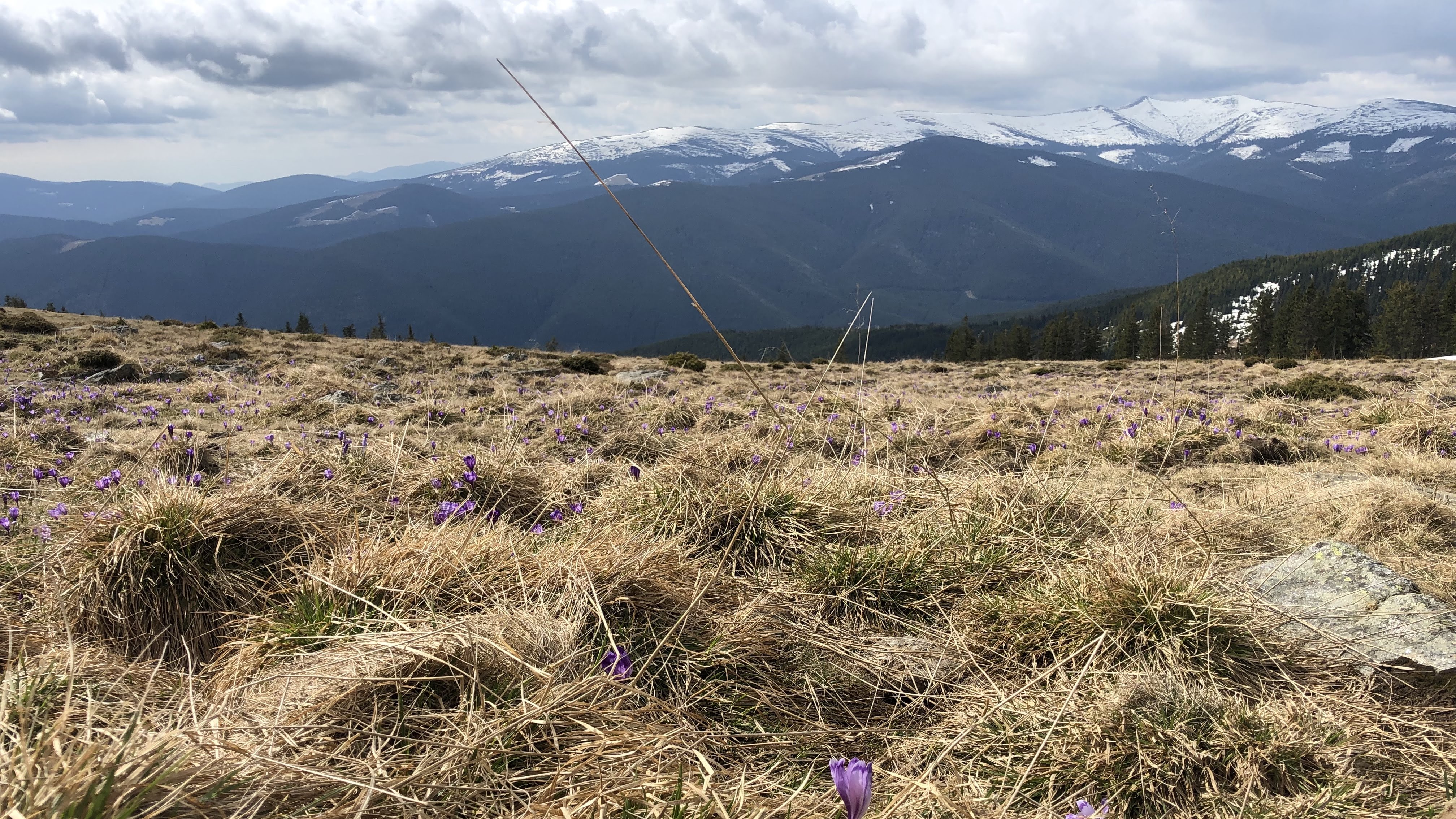 Vârful Cindrel (2244m)