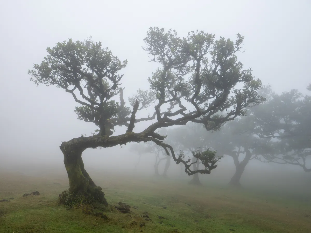 Pădurea mistică Fanal