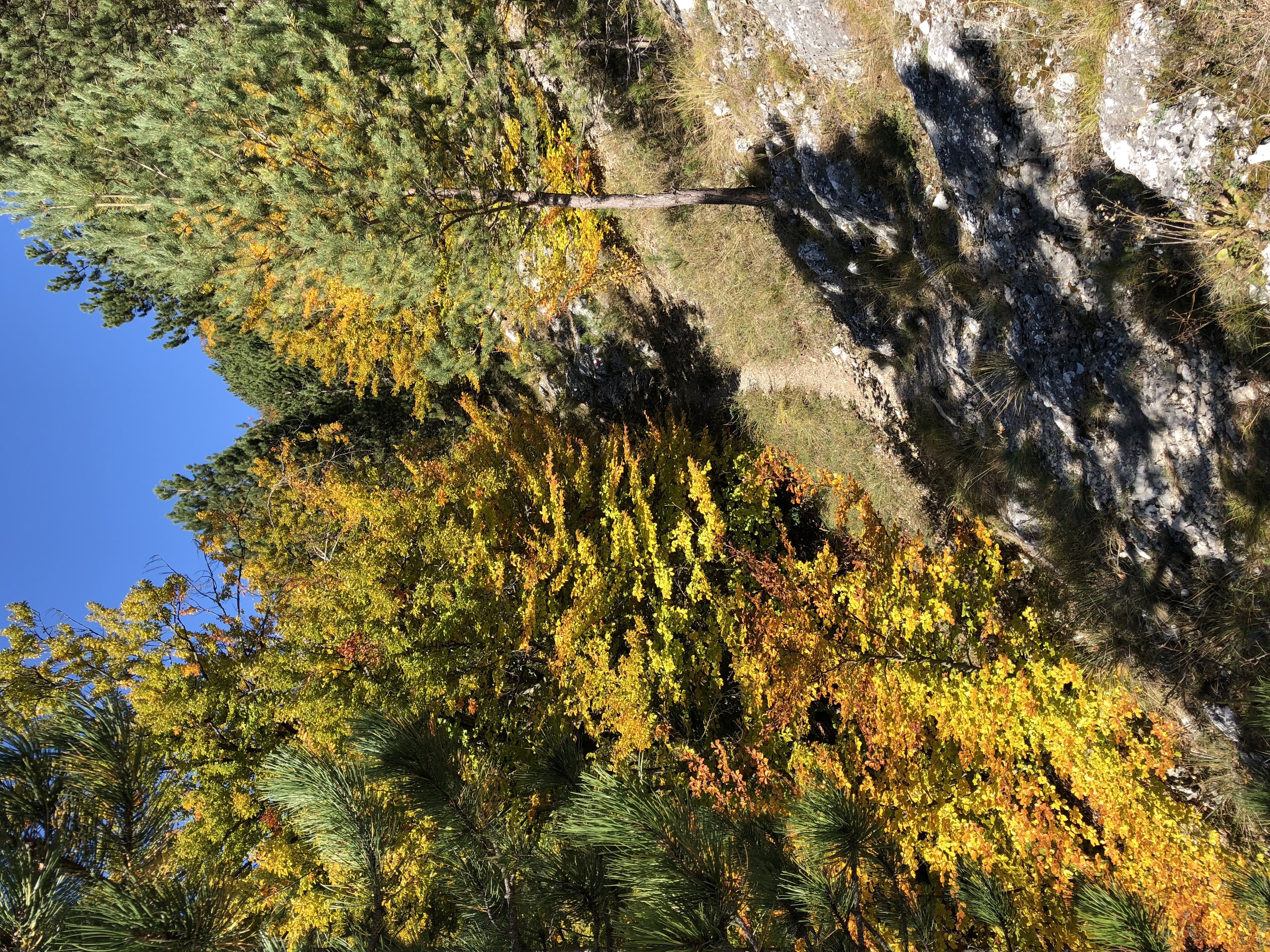 Început de traseu prin pădure