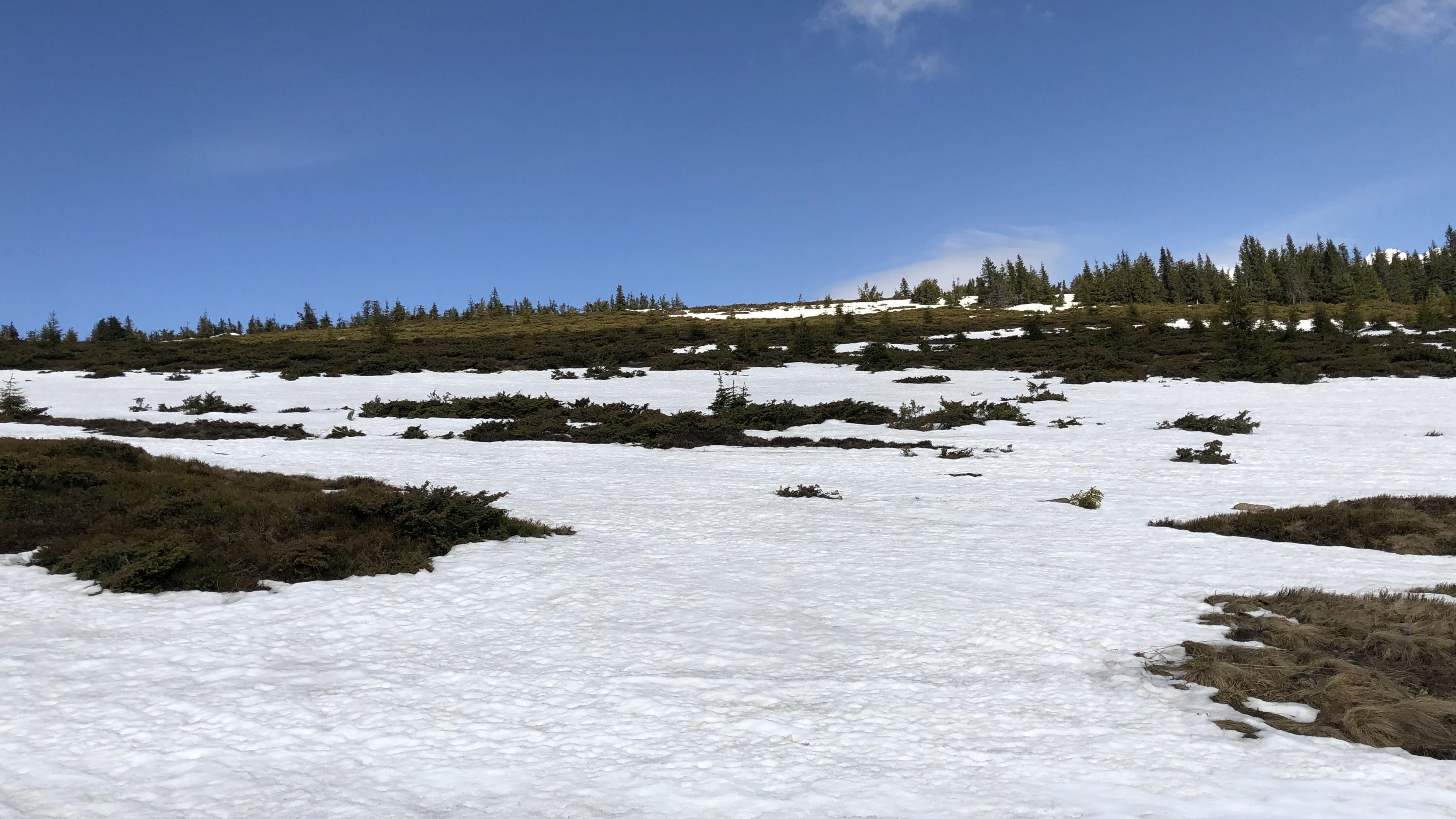 Ieșirea din pădure în golul alpin