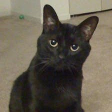 A black cat looks at the camera.