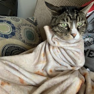 A green-eyed cat wrapped in a cream-colored blanket. 
