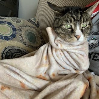 A green-eyed cat wrapped in a cream-colored blanket.