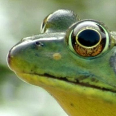 A close up of a frog's head.