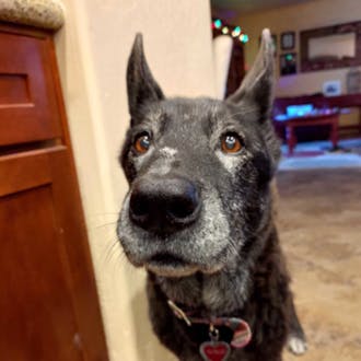 A black and gray dog wearing a collar.