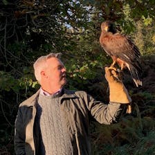 Dave Braig lifting a hawk perched on a falconry glove. 