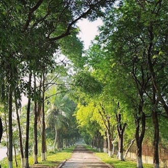 A tree-lined path.
