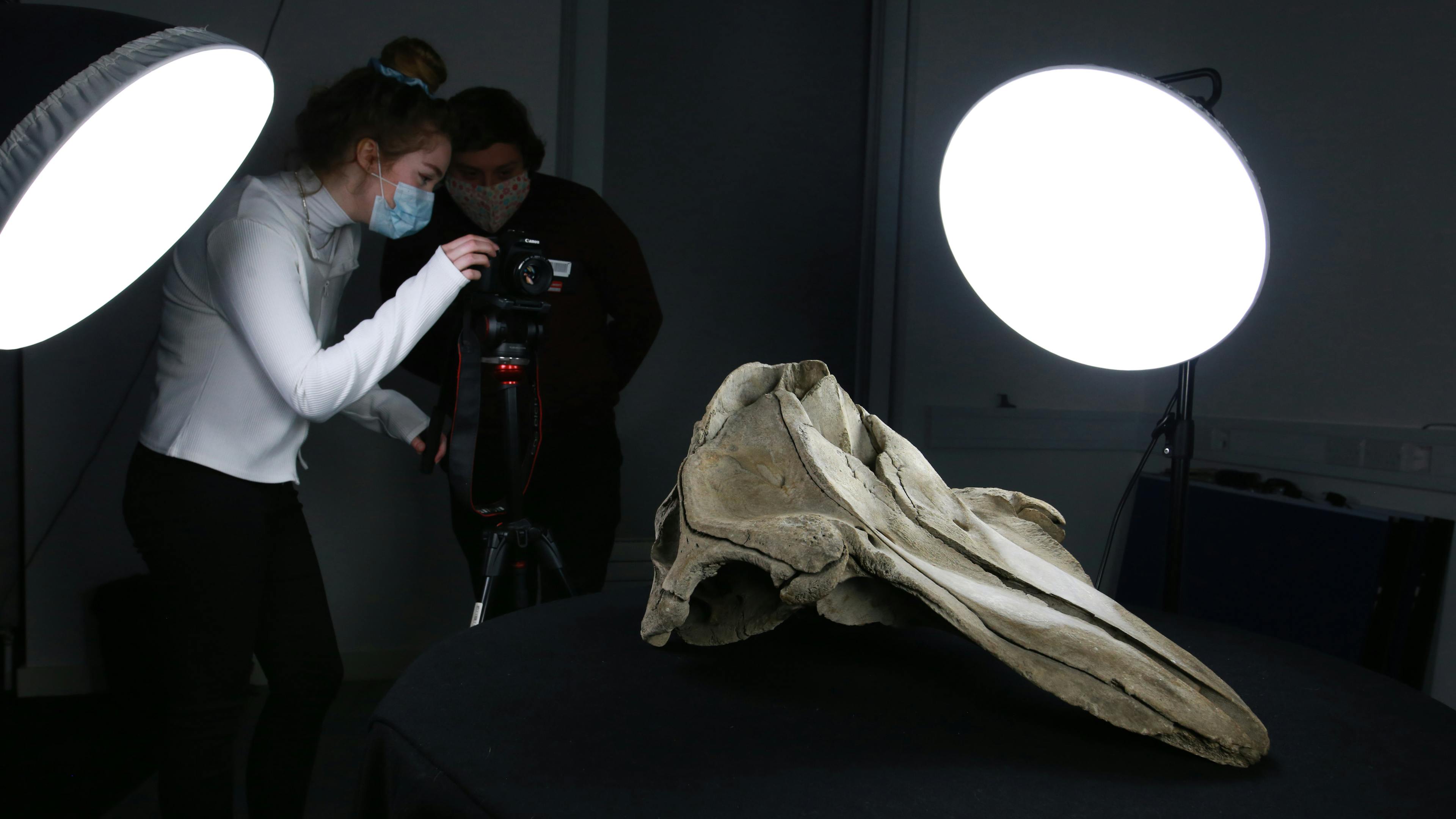 Image of students taking photo of Jurassic Twerton Dolphin Skull for photogrammetry