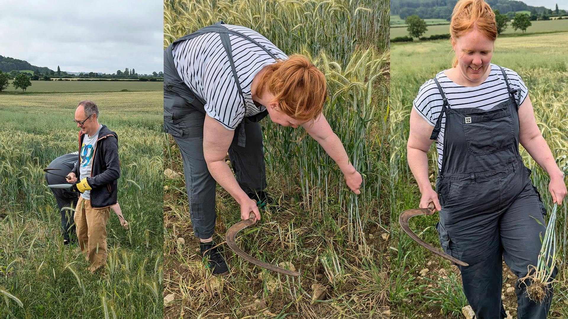 Image of the team harvesting wheat from Newton Park Farm