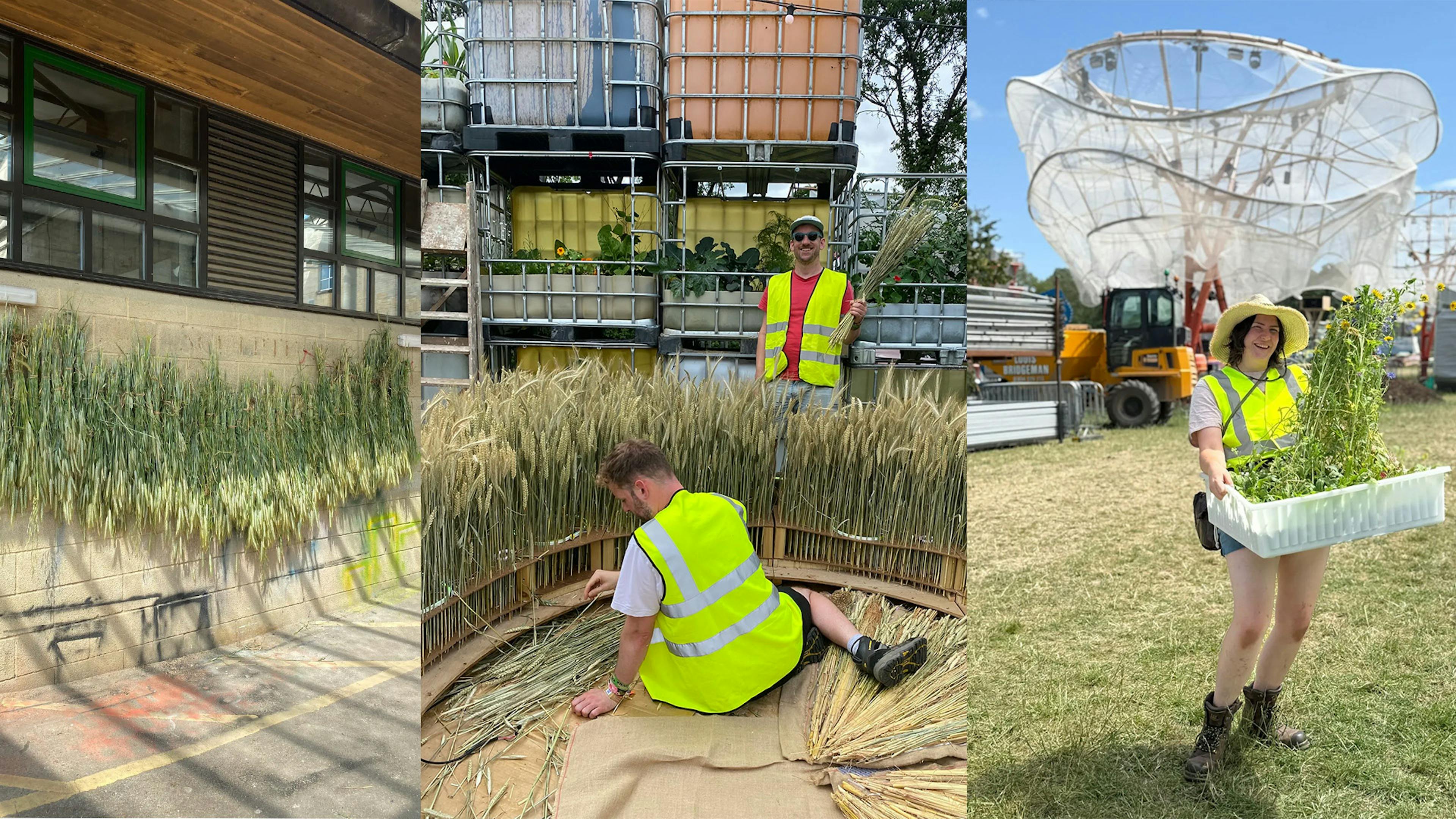 Wheat drying, being planted in the structure and wildflowers arriving at the site