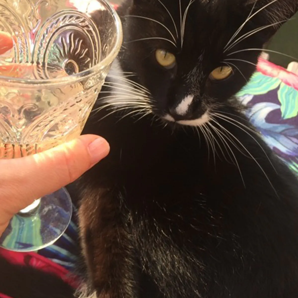 February Golden Ticket Winner, Helen's cat Burt, sat next to a G&T