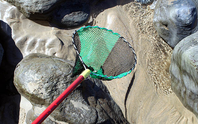 Rockpooling