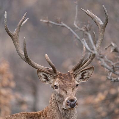Buck.jpg