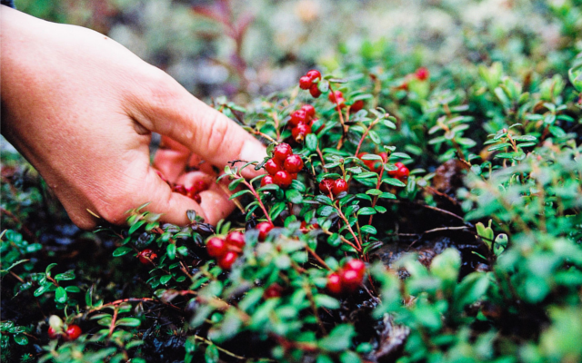 Cocktail Scandi staple lingon berries