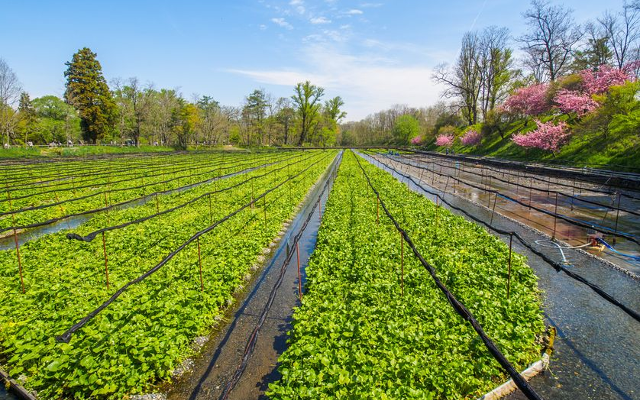 Wasabi field in the UK