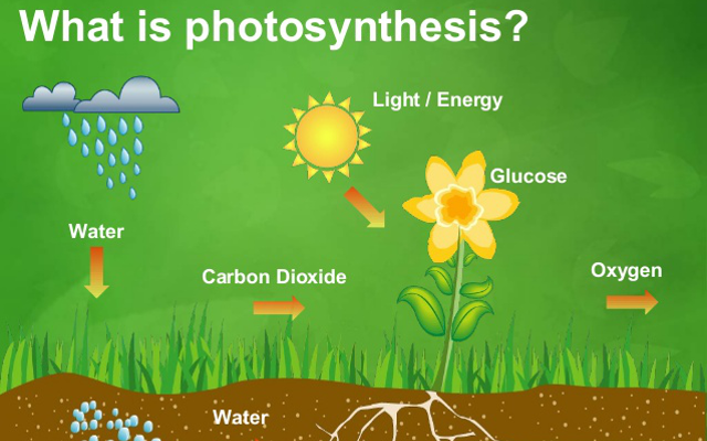 photosynthesis