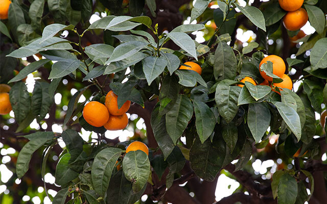 Monaco’s famed oranges