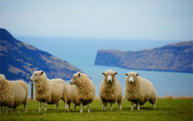 New Zealand sheep