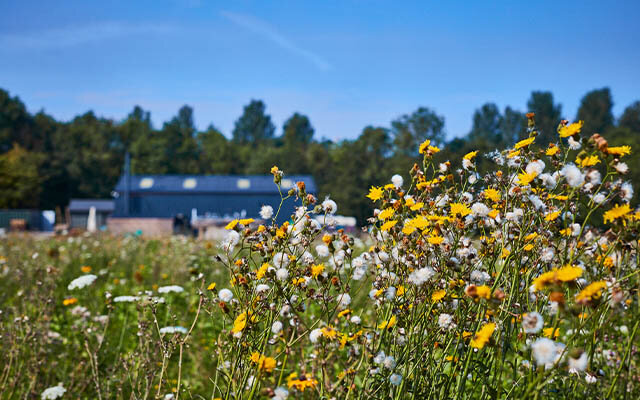 Wildflowers at Holmes Farm