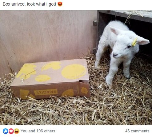 free lamb.PNG