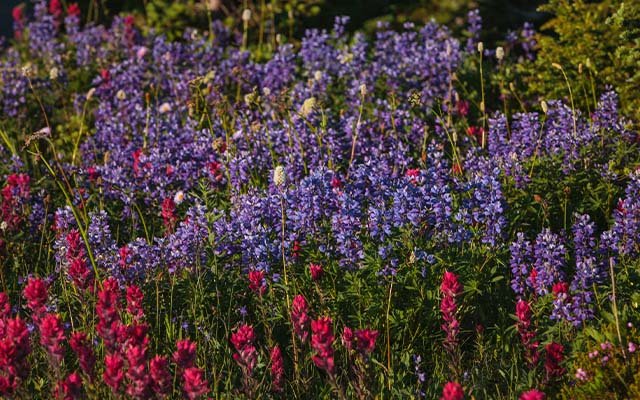 Astraea Spirits meadow botanicals