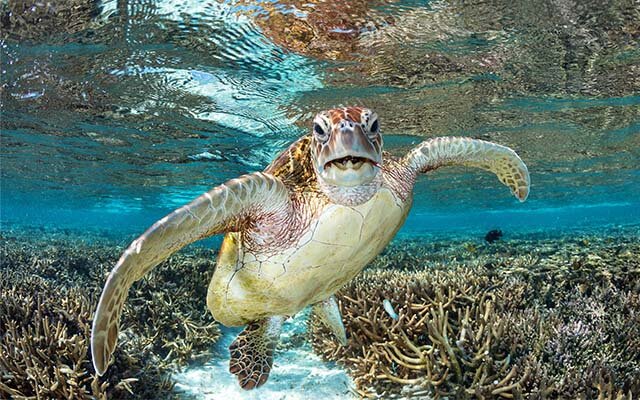 Southern Great Barrier Reef, Queensland, Australia.
