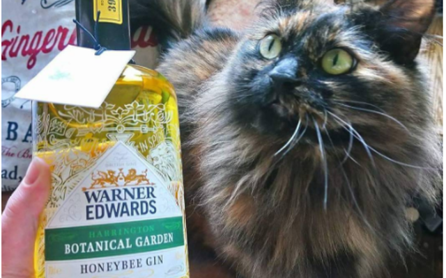 Warner Edwards and long haired cat