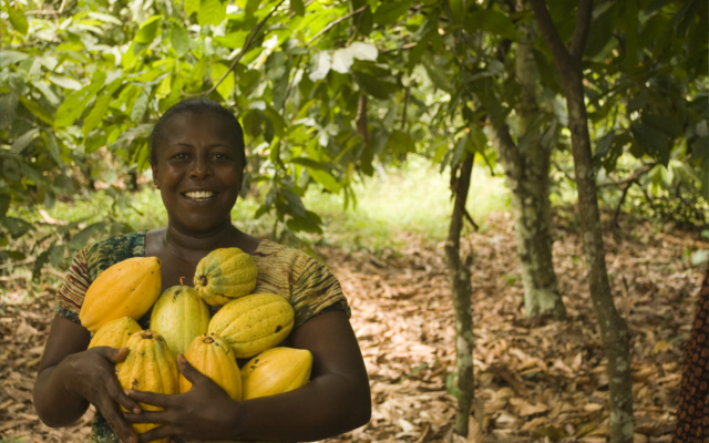 cocoa beans