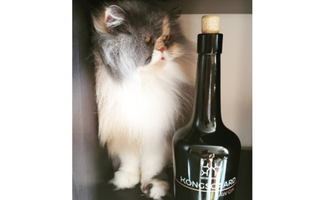 Long haired Kongsgaard gin