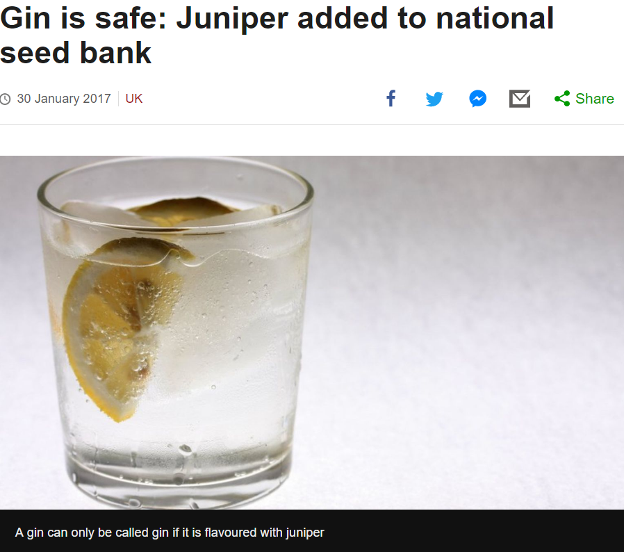 juniper.png