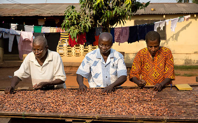 Cocoa farmers at work