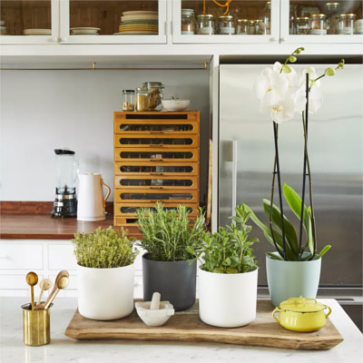 Patch assorted Kitchen herbs