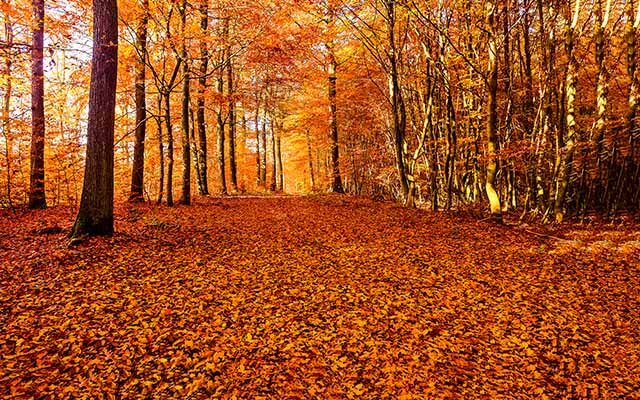 Autumn leaves