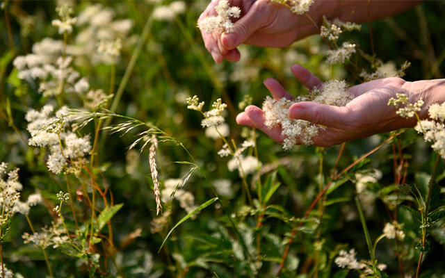 Foraging meadowsweet
