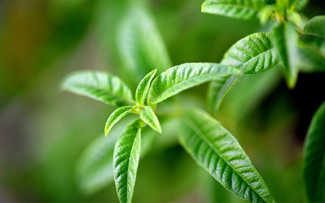 Lemon Verbina