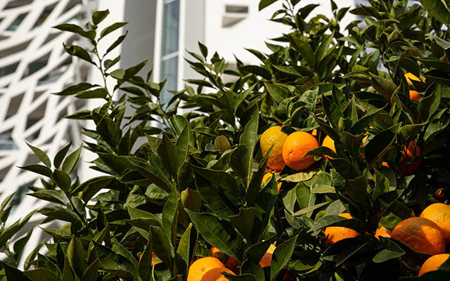 An orange tree on one of Monaco’s radiant streets.