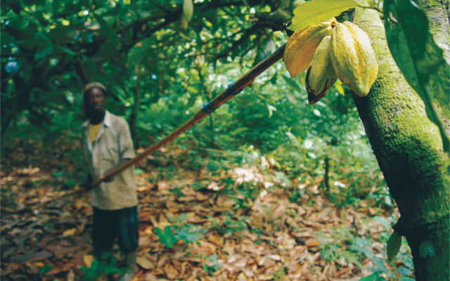 divine chocolate cocoa beans