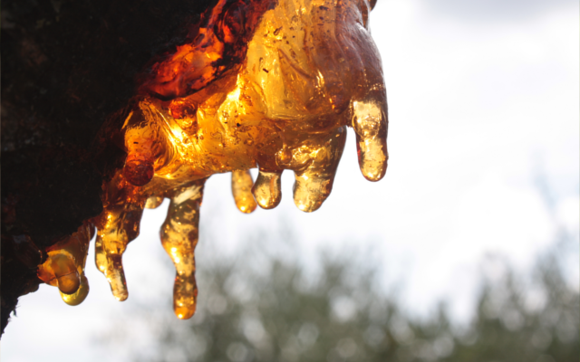 Bark Tree resin dripping off
