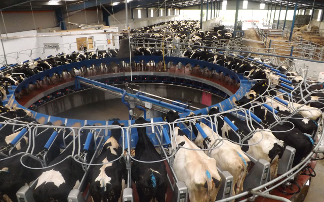 milk cows