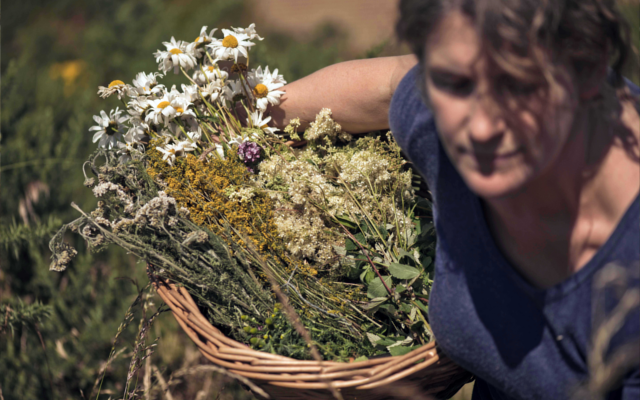 Foraging for botanicals