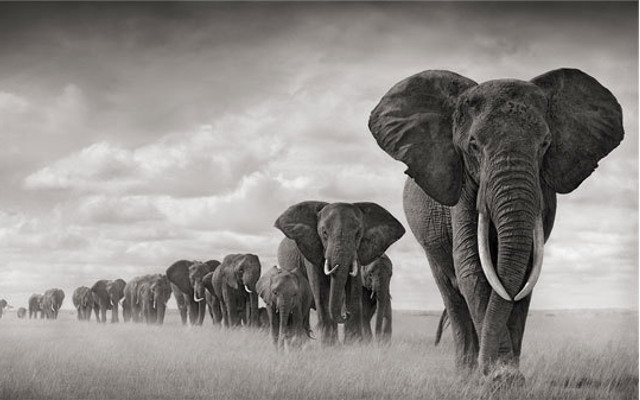 Elephants