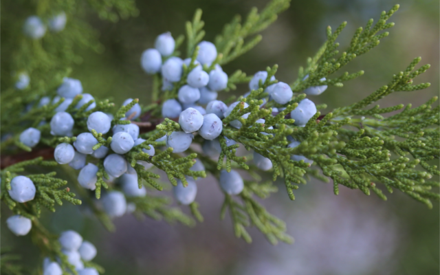 Juniper berry