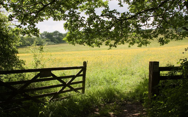 wildflower meadows summers day gate field