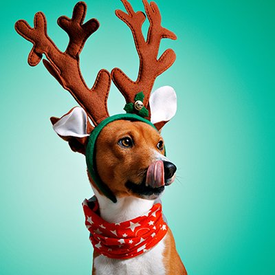 Reindeer dog 